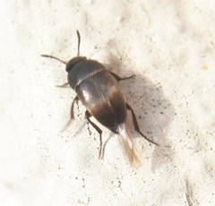 Ptomaphagus