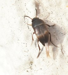 Ptomaphagus
