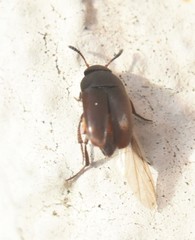 Ptomaphagus