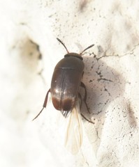 Ptomaphagus
