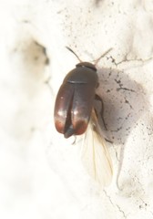 Ptomaphagus