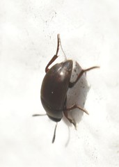 Ptomaphagus