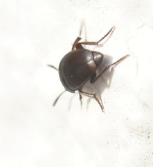 Ptomaphagus