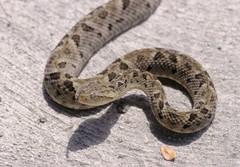 Bothrops atrox