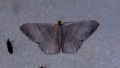 Bulonga griseosericea