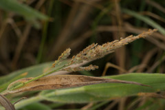 Panicum torridum