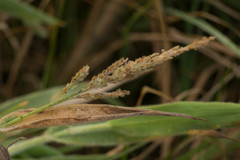 Panicum torridum