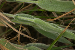 Panicum torridum