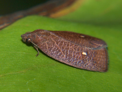 Isadelphina vinacea