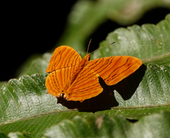 Chersonesia intermedia rahrioides