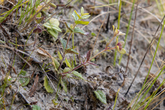 Veronica novae-hollandiae