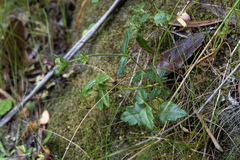 Veronica novae-hollandiae