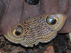 Calliodes pretiosissima