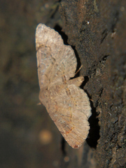 Rhesala moestalis