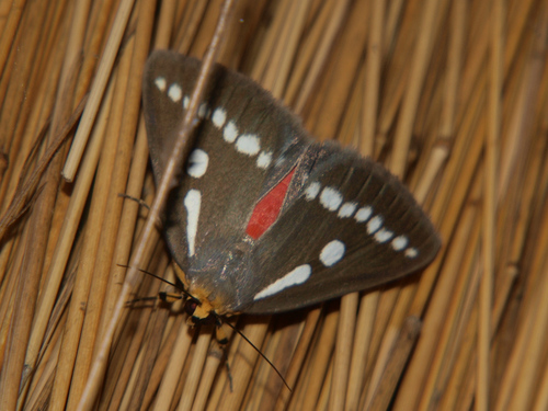 Calesia zambesita