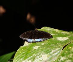 Lexias dirtea