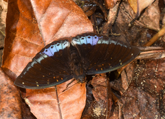 Lexias dirtea