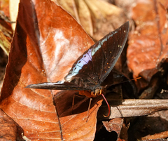 Lexias dirtea