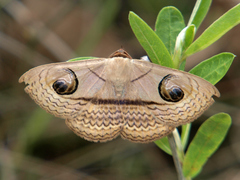 Spirama glaucescens