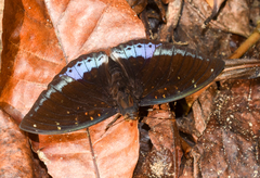 Lexias dirtea