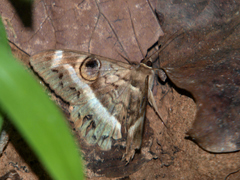 Cyligramma magus