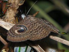Calliodes pretiosissima