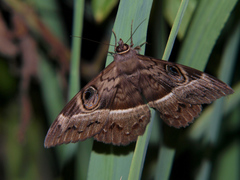 Cyligramma magus