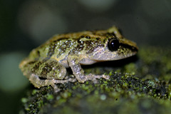 Rivero's Robber Frog photo 2