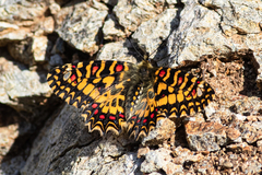 Zerynthia rumina