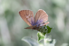 Leptotes pirithous