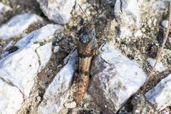 Sphingonotus