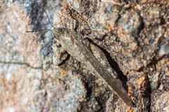 Sphingonotus