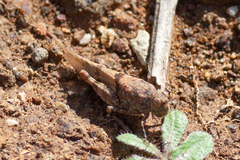 Sphingonotus