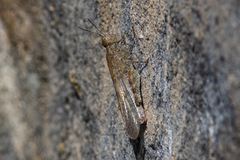 Sphingonotus