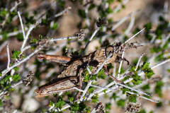 Acinipe hesperica