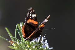 Vanessa atalanta