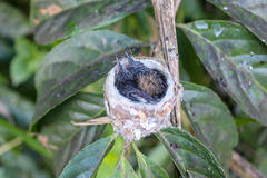 Eulampis holosericeus