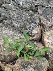 Aneilema brunneospermum