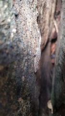 Cnemaspis gracilis