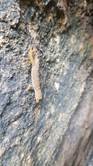Cnemaspis gracilis