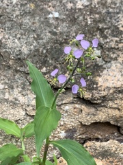 Aneilema brunneospermum