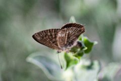 Leptotes pirithous