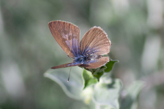 Leptotes pirithous