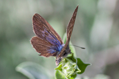 Leptotes pirithous