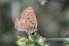 Leptotes pirithous