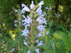 Salvia tomentosa