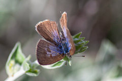 Leptotes pirithous