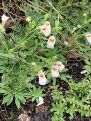 Craterostigma wilmsii