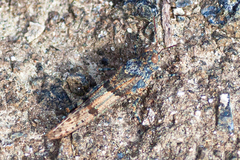 Sphingonotus