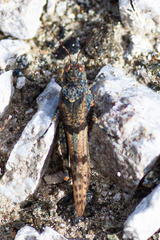 Sphingonotus